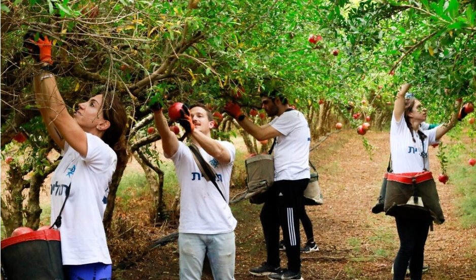 These Taglit-Birthright alumni rushed to Israel to volunteer after Oct. 7 atrocities