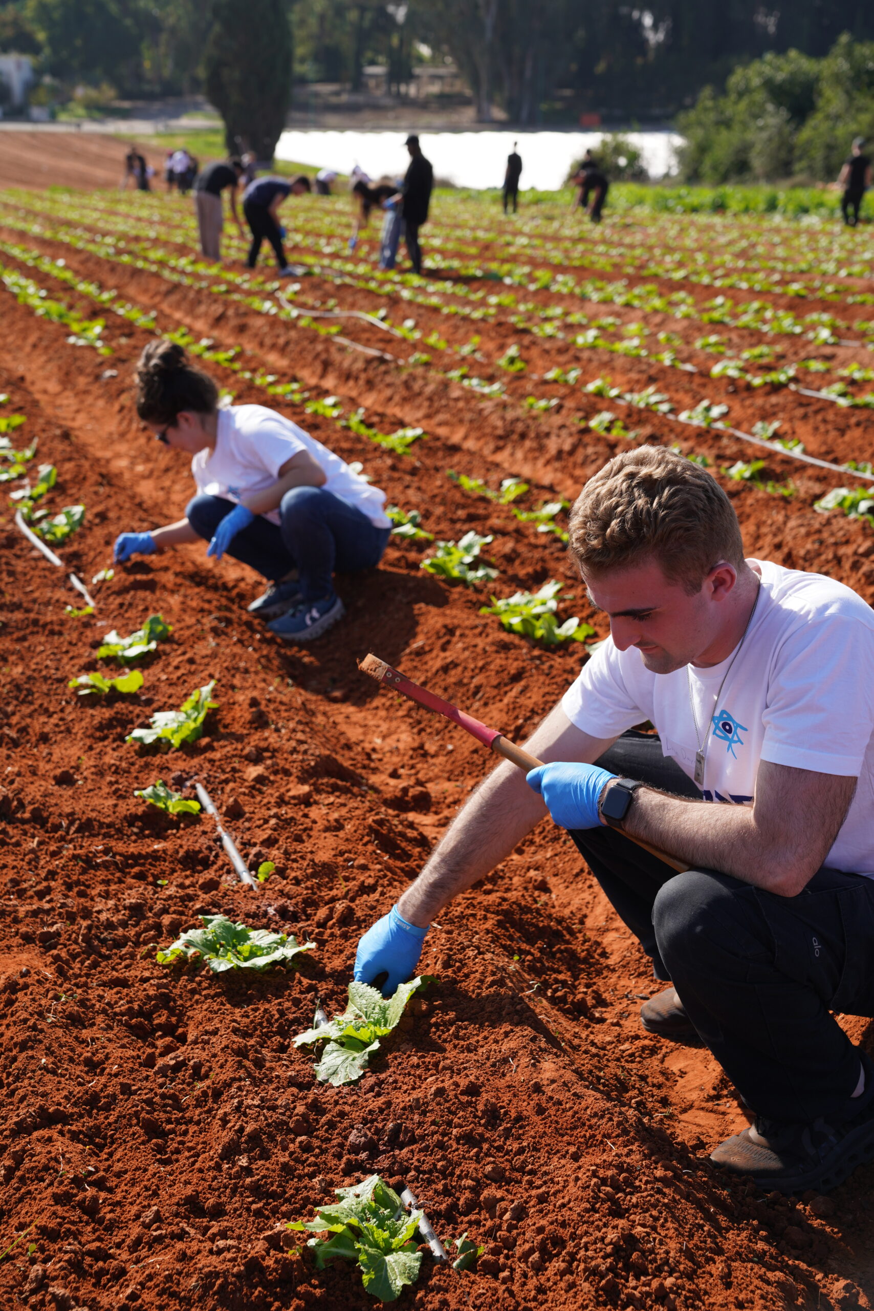 Volunteer Opportunities in Israel: Make a Real Impact