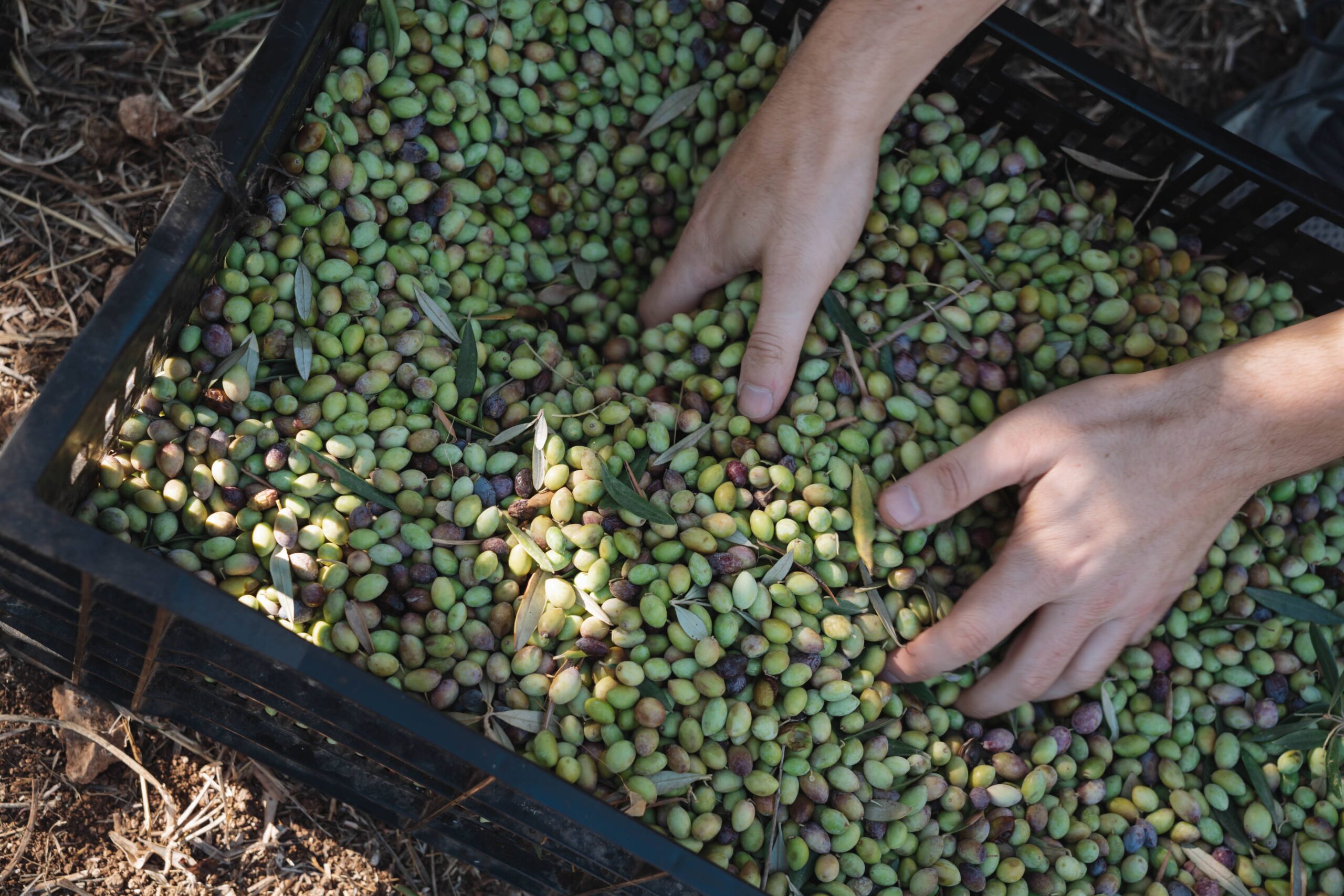 Jerusalem Volunteer Opportunities: Make an Impact in the Heart of the World